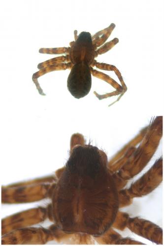 Pardosa pullata