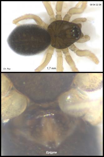 Diplocephalus picinus