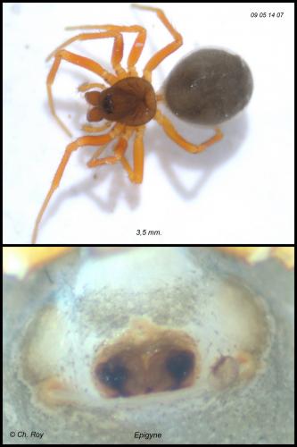 Réf. 55 974 : Gongylidium rufipes
