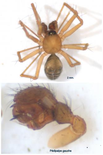 Tenuiphantes zimmermanni