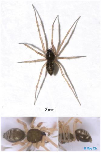 Tenuiphantes sp.