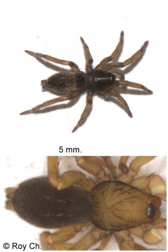 Haplodrassus signifer