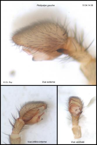 Réf. 55 918 : Liocranoeca striata