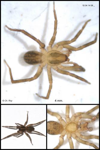 Réf. 55 917 : Liocranoeca striata
