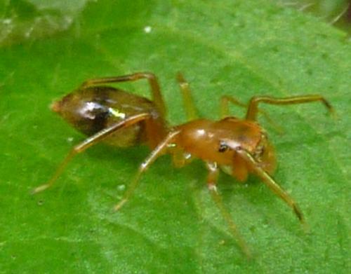 Myrmarachne sp.