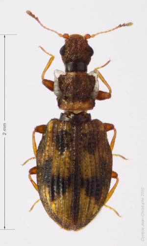 Réf. 55 302 : Cartodere bifasciata