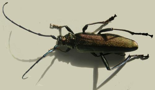 Aromia moschata