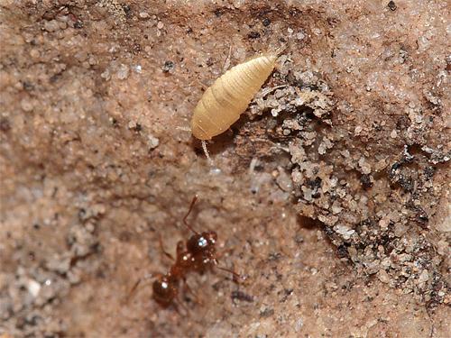 Réf. 55 270 : Atelura formicaria