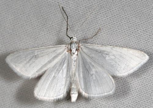 Réf. 55 268 : Gypsochroa renitidata