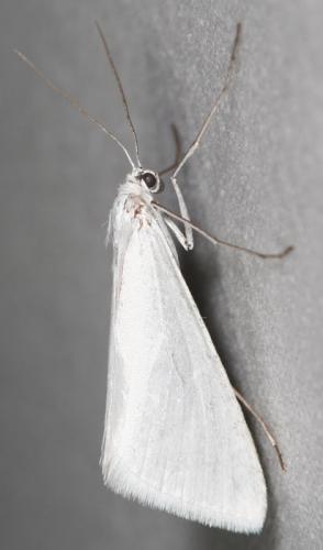 Réf. 55 267 : Gypsochroa renitidata