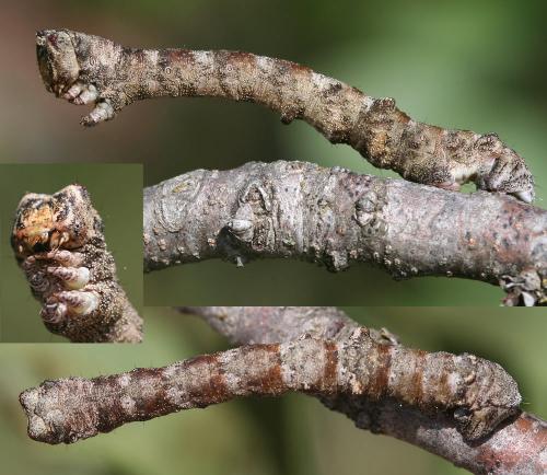 Réf. 55 221 : Biston strataria
