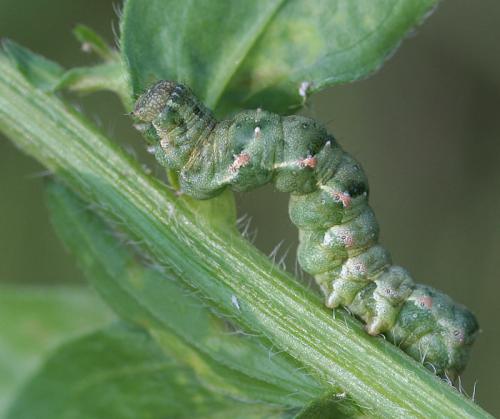 Réf. 55 193 : Acontia lucida