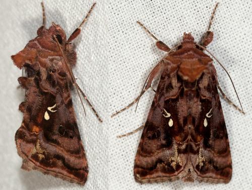 Autographa pulchrina