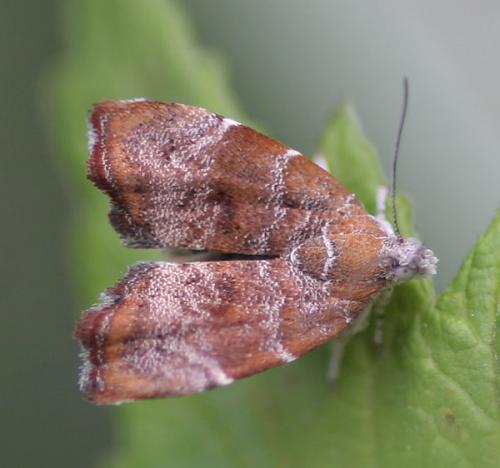 Réf. 55 327 : Choreutis nemorana