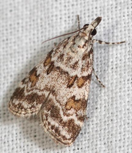 Réf. 55 140 : Scoparia pyralella