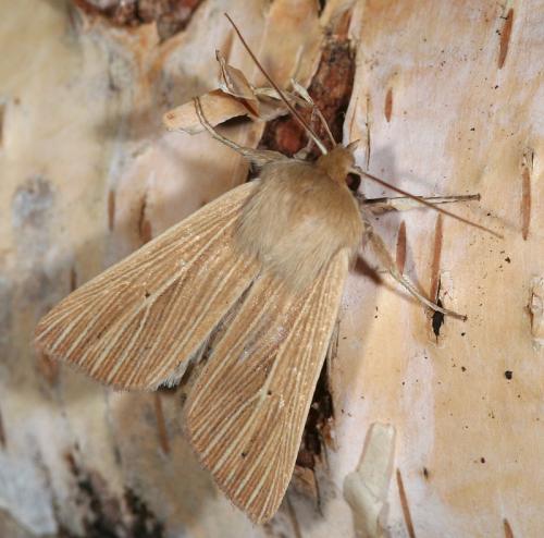 Réf. 55 067 : Mythimna pallens