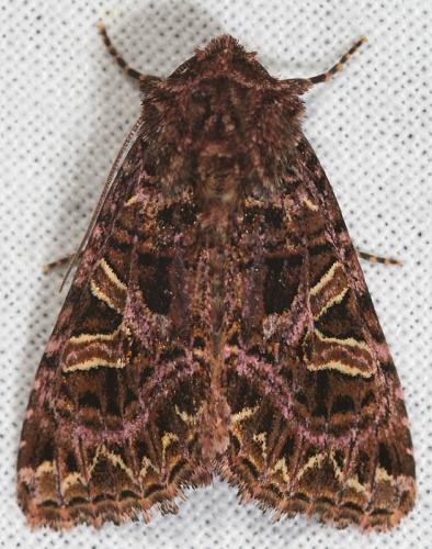 Réf. 55 271 : Sideridis rivularis