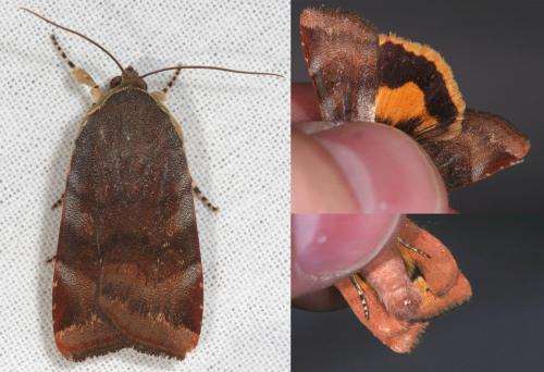 Noctua sp.
