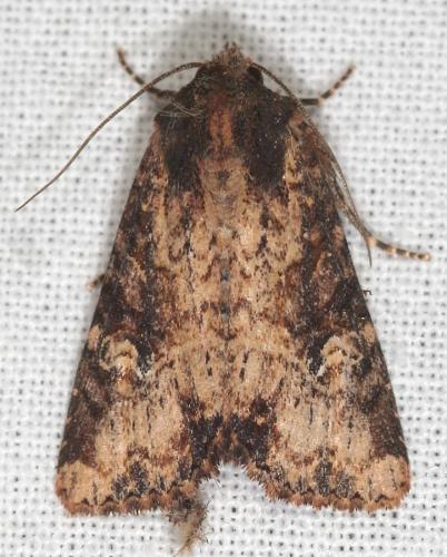 Réf. 55 453 : Mesapamea sp.