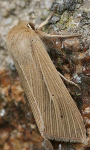 Mythimna sp.