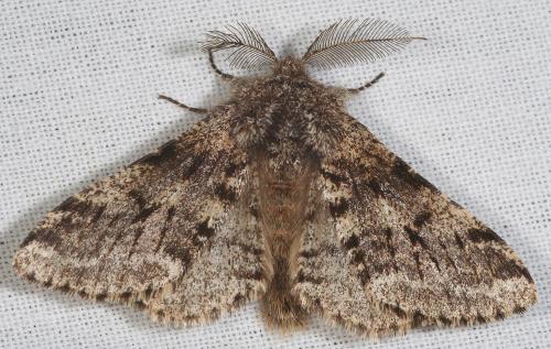 Réf. 55 360 : Lycia hirtaria