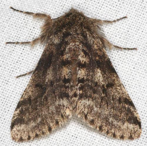 Réf. 55 361 : Lycia hirtaria