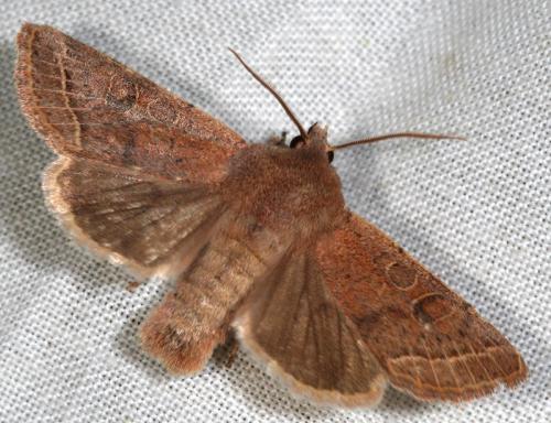 Réf. 55 452 : Orthosia sp.