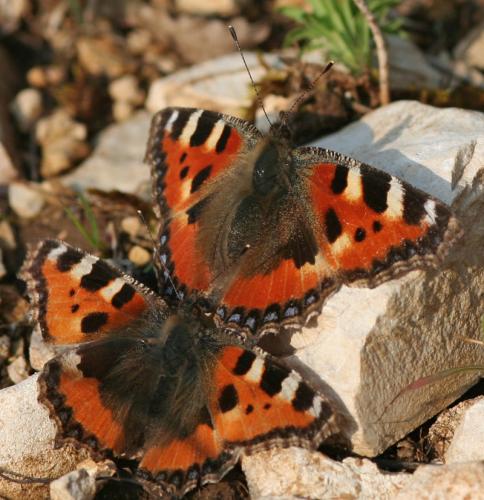 Aglais urticae