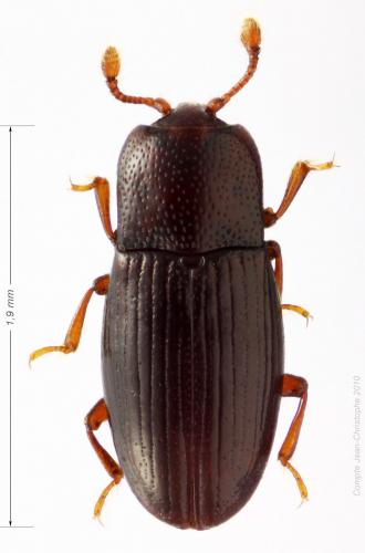 Cerylon histeroides