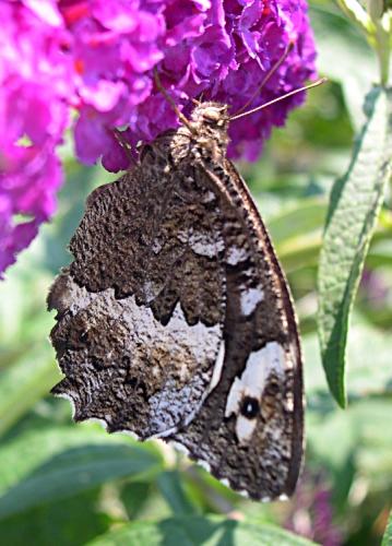 Réf. 55 031 : Brintesia circe
