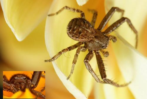 Xysticus sp.