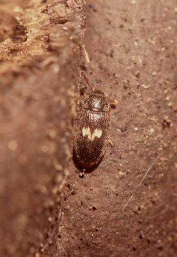 Réf. 55 901 : Biphyllus lunatus