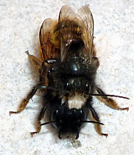 Osmia cornuta