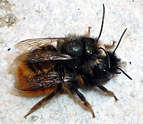 Osmia cornuta