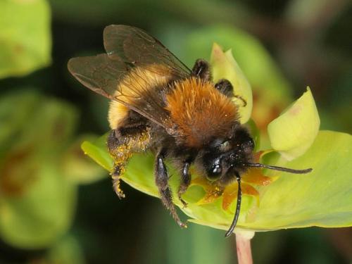 Réf. 55 950 : Andrena fulva