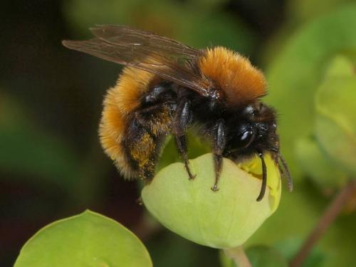 Andrena fulva