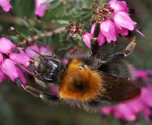 Bombus hypnorum