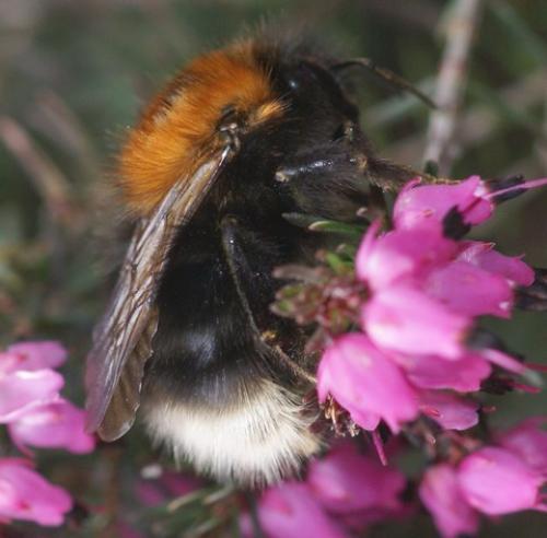 Bombus hypnorum