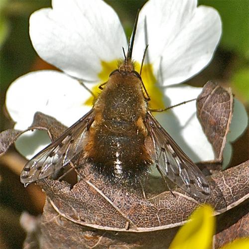 Bombylius discolor