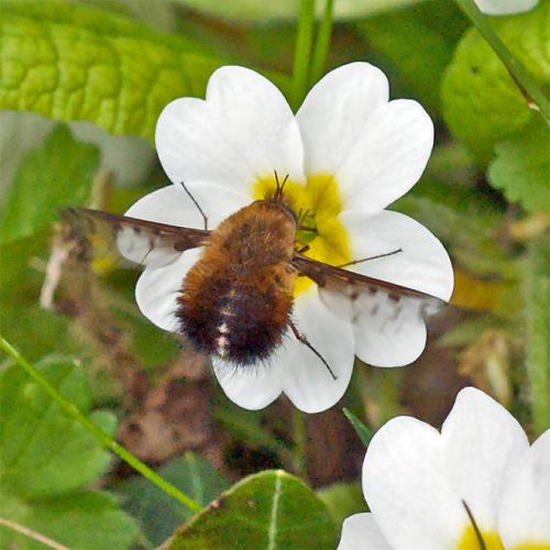 Bombylius discolor