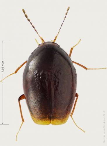 Réf. 55 254 : Scaphisoma sp.