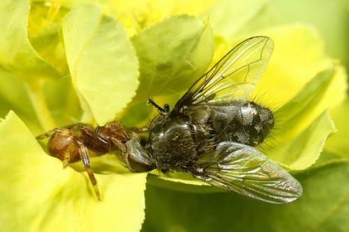 Synema globosum