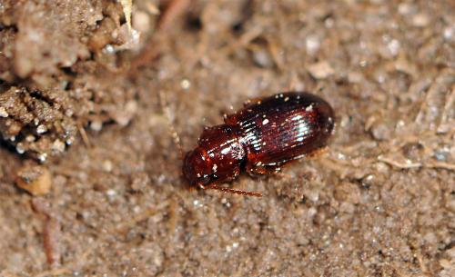 Bradycellus caucasicus