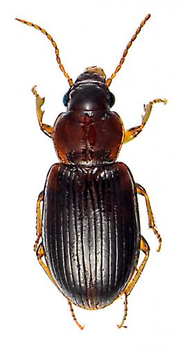 Bradycellus caucasicus