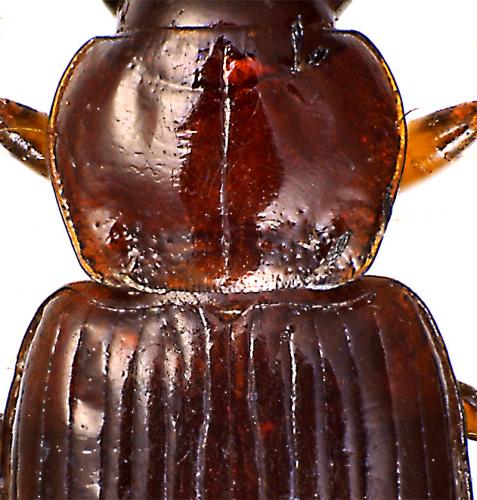 Bradycellus caucasicus