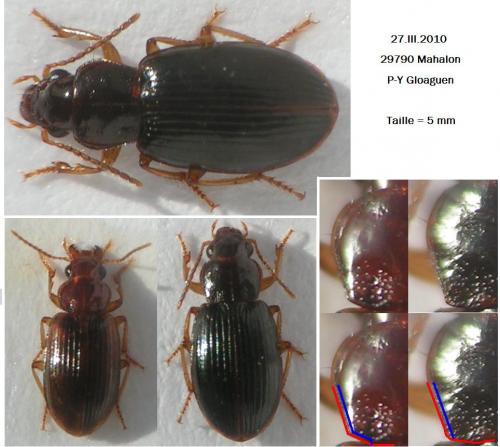 Réf. 55 529 : Bradycellus sharpi