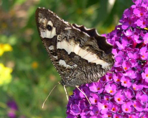 Brintesia circe