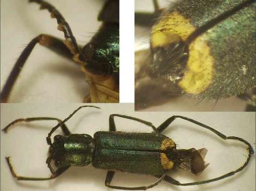 Clanoptilus elegans