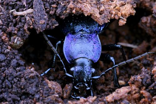 Réf. 55 494 : Carabus problematicus