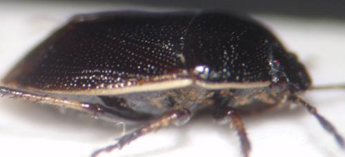 Réf. 55 963 : Adomerus maculipes